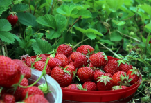 Festival de la Fresa 2026 viste de rojo a la Colonia Tovar: Busca resaltar la labor de los productores locales para todos los venezolanos