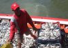 Minpesca anunció nuevas regulaciones para la temporada de sardinas: Consolidando la distribución justa que evite la saturación del mercado (+ Comunicado)
