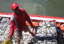 Minpesca anunció nuevas regulaciones para la temporada de sardinas: Consolidando la distribución justa que evite la saturación del mercado (+ Comunicado)