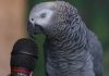 Mürió Einstein, el loro gris africano que sorprendió al mundo con más de 200 palabras y sonidos (+ Detalles)