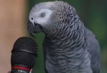 Mürió Einstein, el loro gris africano que sorprendió al mundo con más de 200 palabras y sonidos (+ Detalles)