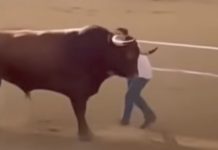 Mujer irrümpe en plena corrida para abrazar a un toro y esta fue la reacción del animal (+ Video)