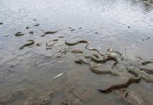 Expertos alęrtan por el vaciado de un embalse en La Rioja, España que pone en rïęsgø a especies protegidas