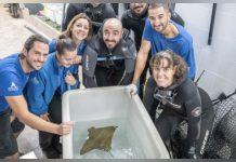 Un hito para la conservación: nace en Valencia, España la primera cría de raya cara de vaca, especie en pelïgro críticõ de extinción