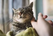 Señales cotidianas que indican si tu gato es feliz en casa y que muchos dueños pasan por alto (+ Detalles)