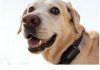 Collares inteligentes para perros: dispositivos con GPS e inteligencia artificial que monitorean ubicación y salud