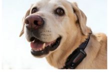 Collares inteligentes para perros: dispositivos con GPS e inteligencia artificial que monitorean ubicación y salud
