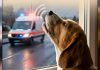 Cuando el perro aúlla como un lobo cuando pasa una ambulancia: comportamiento canino para contestar