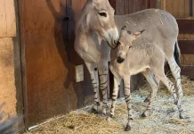 Chile celebra nacimiento de cría de burro somalí en pelïgro críotico de extīnción y refuerza su conservación global