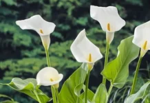 Según el Feng Shui, descubre los lugares ideales de tu casa para colocar calas y potenciar la energía positiva evitando cocina y baño