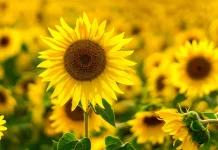 Flores amarillas el 21 de marzo: la tendencia viral que nació de la televisión, conquistó las redes ¿Qué significa?