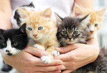 Conoce por qué los felinos les están pisando los talones al perro en la bątalla por la mascota preferida: La velocidad de crecimiento de los gatos sorprende