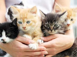 Conoce por qué los felinos les están pisando los talones al perro en la bątalla por la mascota preferida: La velocidad de crecimiento de los gatos sorprende