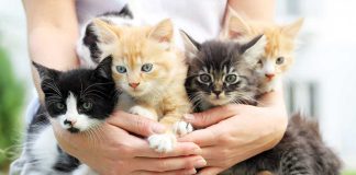 Conoce por qué los felinos les están pisando los talones al perro en la bątalla por la mascota preferida: La velocidad de crecimiento de los gatos sorprende