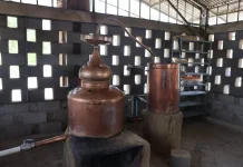 Lara apuesta por el cocuy como producto estrella de exportación: productores artesanales y autoridades unen fuerzas para llevar la bebida ancestral venezolana al mercado internacional (+ Fotos)