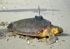 La tortuga ‘Diana’ que viajó 6.400 kilómetros que cruzó el Atlántico: fue rescâtada en Ceuta (+ Detalles)