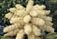 Creadora del video viral de la palma Ceilán en el Jardín Botánico de Caracas dice que es de 2022 (+ Detalles)