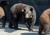 De la Carretera Nacional a las calles de Monterrey: Mamá osa y sus cachorros cambian su zona de residencia (+ Detalles)