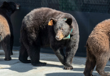 De la Carretera Nacional a las calles de Monterrey: Mamá osa y sus cachorros cambian su zona de residencia (+ Detalles)
