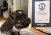 Guinness World Records premia a Merlín: El cerdo influencer que se comunica mediante botones (+ Detalles)