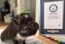 Guinness World Records premia a Merlín: El cerdo influencer que se comunica mediante botones (+ Detalles)