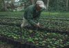 Café ecológico tachirense se exportó a Italia: Población de Rubio produce desde hace cuatro décadas alta calidad