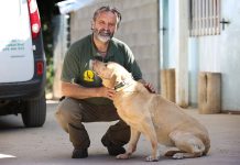 Más allá del adiestramiento: La genética es clave en el entrenamiento de perros de servicio