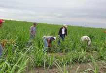 Estado venezolano impulsará la agrometeorología para optimizar la siembra ante cambio climático