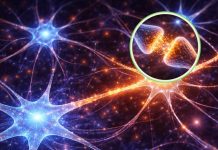 El aprendizaje reorganiza el cerebro y hace que las neuronas compartan información (+ Detalles)