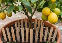 Por qué recomiendan clavar palitos de helado en la tierra del limonero y qué beneficios aporta: te contamos