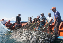 Pescadores en la Bahía de Pampatar celebran los primeros grandes calados de la temporada de sardinas (+ Detalles)