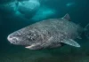 Hallazgo asombroso: científicos identifican tiburón de Groenlandia con casi 400 años de vida, probablemente nacido en 1627