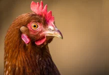 Científicos logran que embriones de pollos desarrollen rasgos de dinosaurios y revelan claves sorprendentes sobre la evolución de las aves modernas