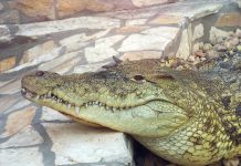 Despliegan operativo para capturär a un cocodrilo americano en el norte de República Dominicana