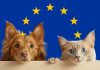 Dueños de perros y gatos están obligados a cumplir varios requisitos a partir de 2028: La UE cambia las normas