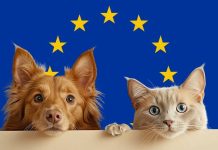 Dueños de perros y gatos están obligados a cumplir varios requisitos a partir de 2028: La UE cambia las normas