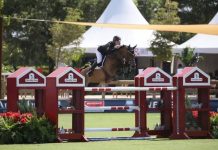 «Farrel» el caballo enano que no sabe que lo es: desafía el tamaño habitual en el Salto de Obstáculos a nivel mundial