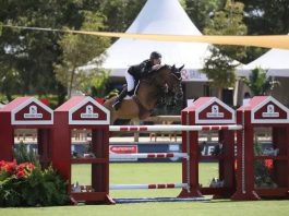 «Farrel» el caballo enano que no sabe que lo es: desafía el tamaño habitual en el Salto de Obstáculos a nivel mundial