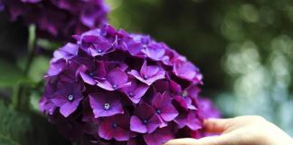 La planta que jamás debes tener en casa según el Feng Shui: atrae la dësgracia y la mala suerte