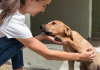 Acariciar perros ajenos y su vínculo con la empatía y la personalidad: genera bienestar y libera ëstrés