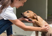Acariciar perros ajenos y su vínculo con la empatía y la personalidad: genera bienestar y libera ëstrés
