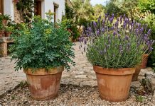 Tener una planta de ruda y otra de lavanda en el jardín se combinan para generar un entorno más equilibrado y armonioso en el hogar, según el Feng Shui