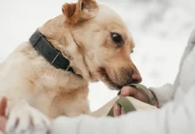 Lo que realmente siente tu perro cuando olfatea tu ropa, tus zapatos o tus objetos personales