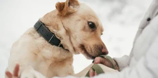 Lo que realmente siente tu perro cuando olfatea tu ropa, tus zapatos o tus objetos personales
