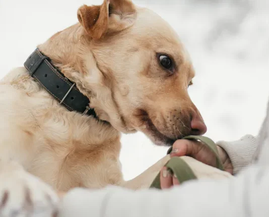 Lo que realmente siente tu perro cuando olfatea tu ropa, tus zapatos o tus objetos personales