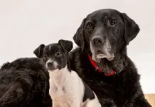 Conoce qué siente tu perro cuando traes una nueva mascota a la casa, según expertos en comportamiento canino