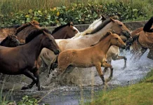 La ciencia confirma que los caballos pueden percibir el miedõ humano a través del olor (+ Detalles)