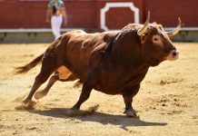 Mujer irrümpe en plena corrida para abrazar a un toro y esta fue la reacción del animal (+ Video)