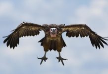 Un animal en pelïgro de extīnción visita España por primera vez y despierta gran interés por su singularidad