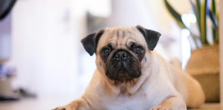 Reino Unido busca frenar la cría de perros con rasgos físicos que afêctan a su salud (+ Detalles)